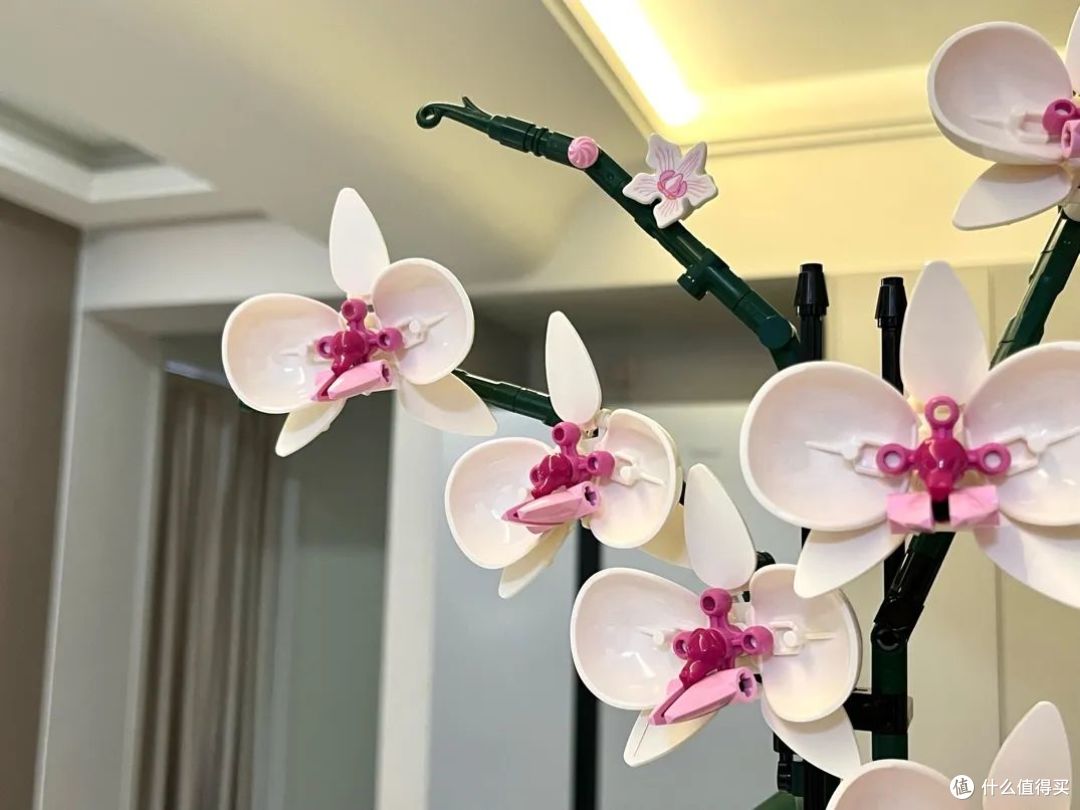 震惊！世界上活得最久的花竟是……