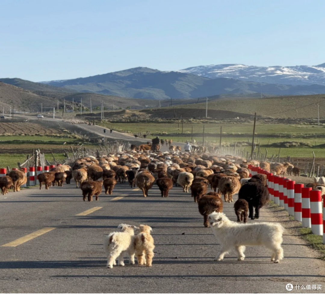 舌尖上的羊肉争霸赛:这 3 个地方凭实力出圈