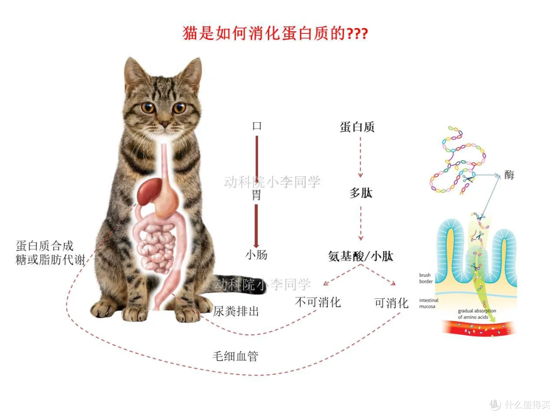换粮 N 次还拉稀?兽医:选粮要看 “工艺”,不是只看肉多少!