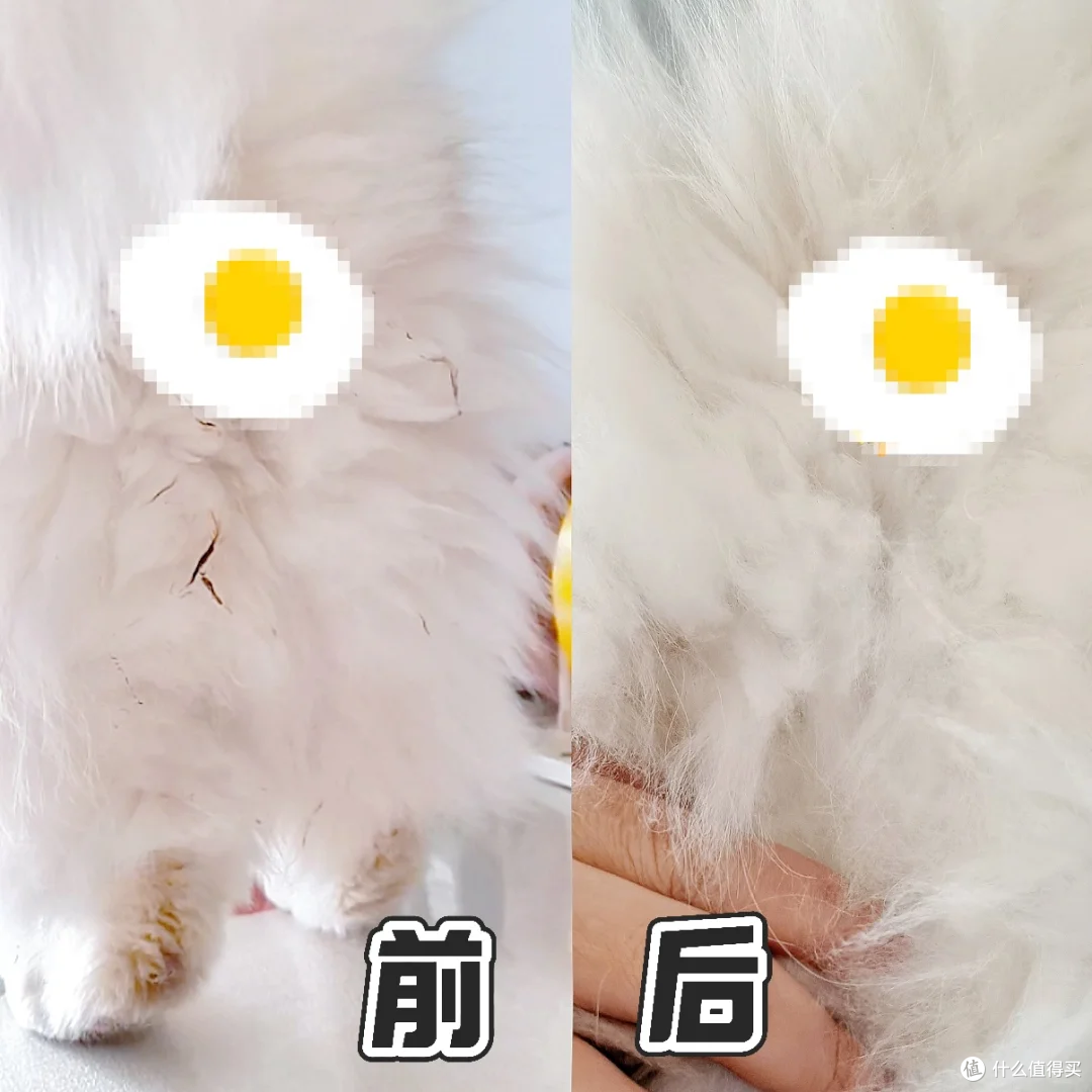 换粮 N 次还拉稀?兽医:选粮要看 “工艺”,不是只看肉多少!
