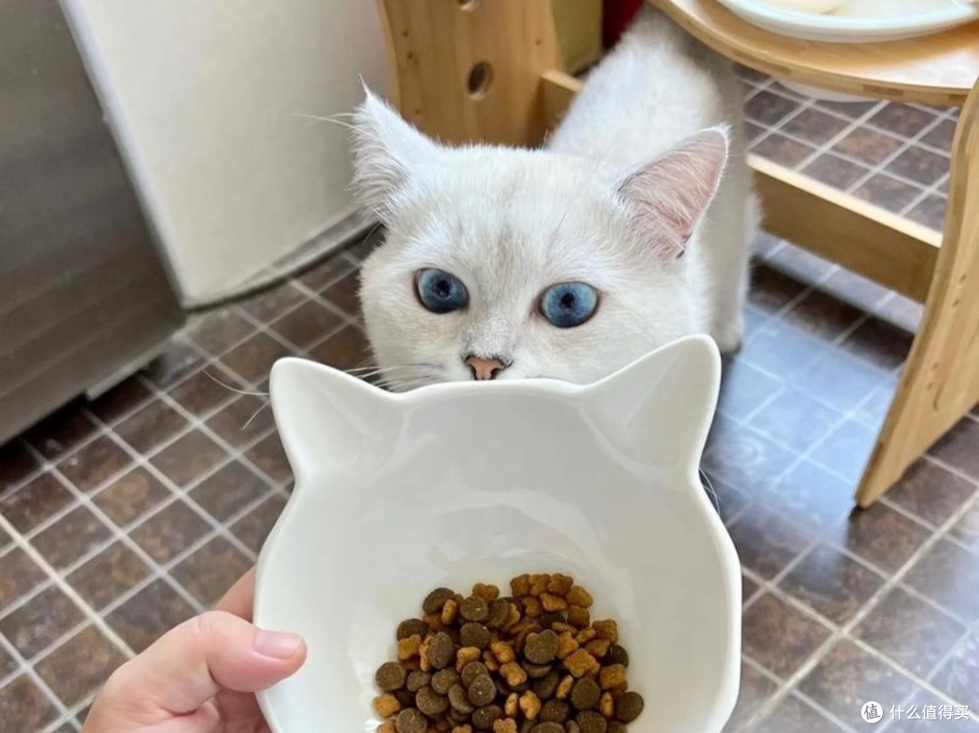 哪种猫粮比较好又不贵?猫粮排行榜前十名推荐