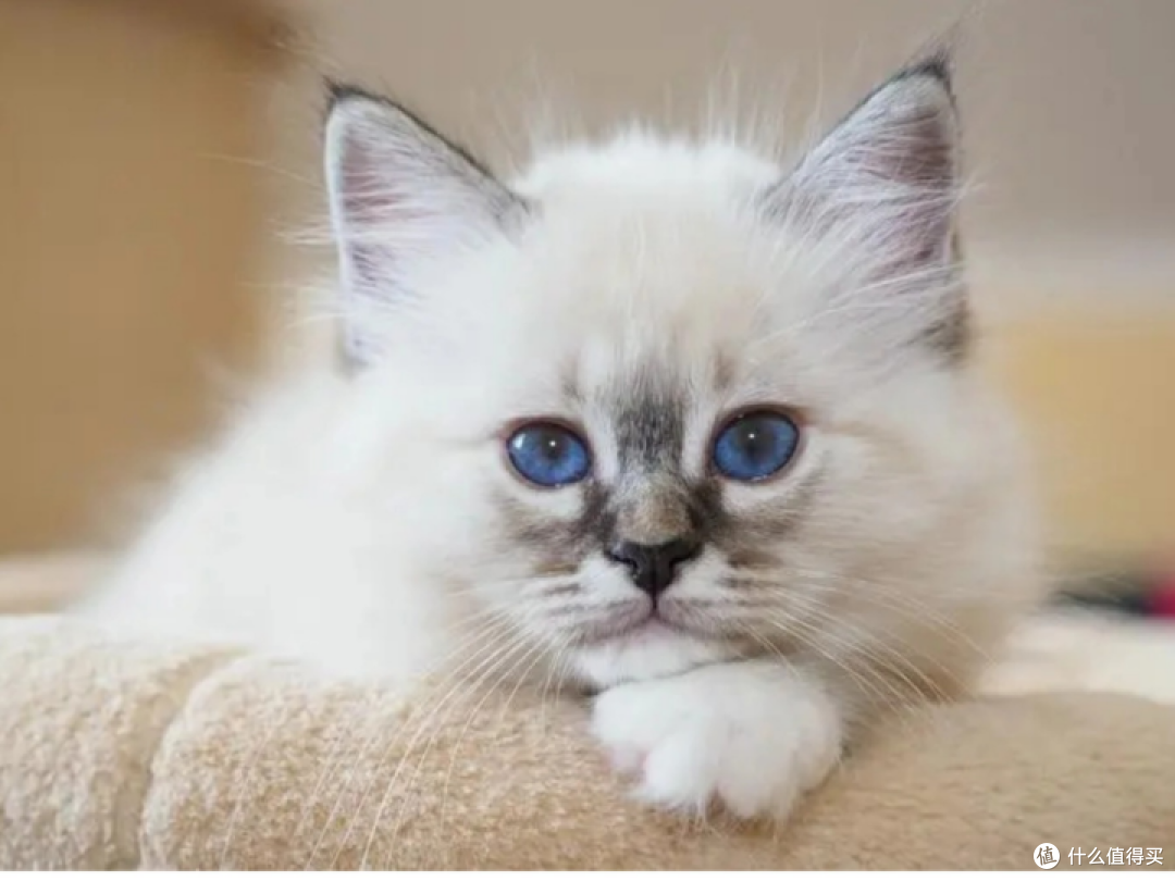 哪种猫粮比较好又不贵?猫粮排行榜前十名推荐