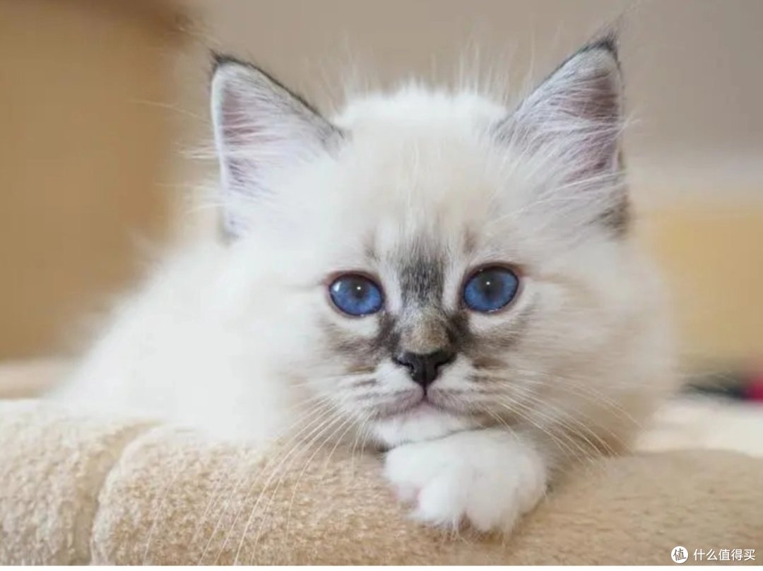 网上买猫粮要怎么选？精选猫粮推荐性价比高排行榜