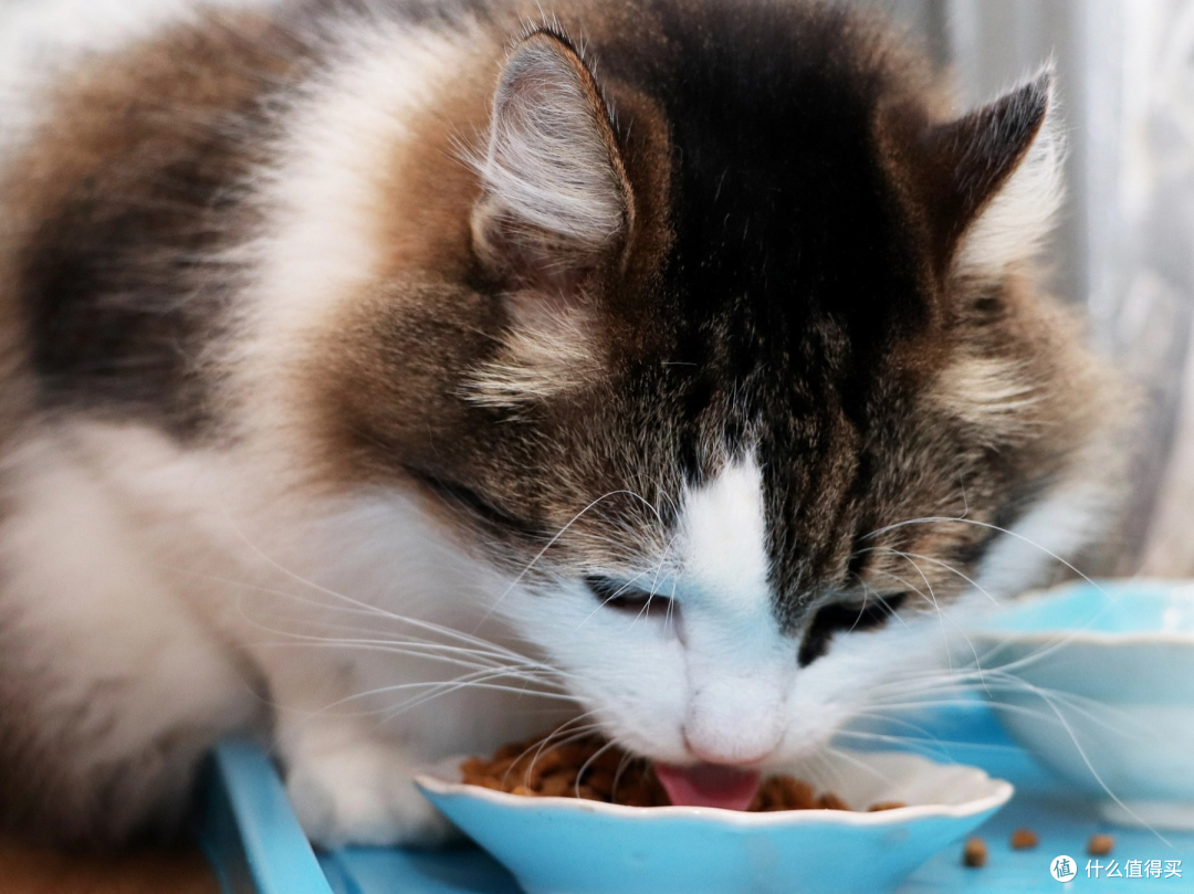 猫粮排行榜前十名有哪些?最建议买的国产、进口猫粮排行榜