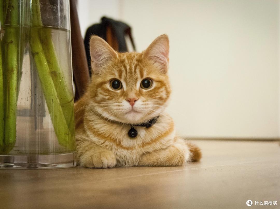 猫粮排行榜前十名有哪些?最建议买的国产、进口猫粮排行榜