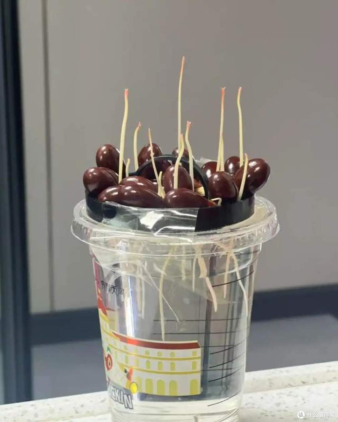 第一次被“荔枝核”惊呆了,扔水里22天,长成“绝美粉盆栽”