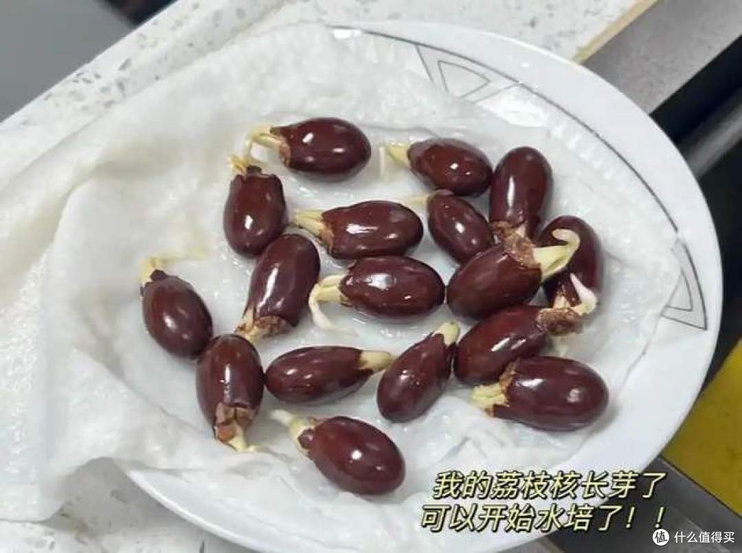 第一次被“荔枝核”惊呆了,扔水里22天,长成“绝美粉盆栽”