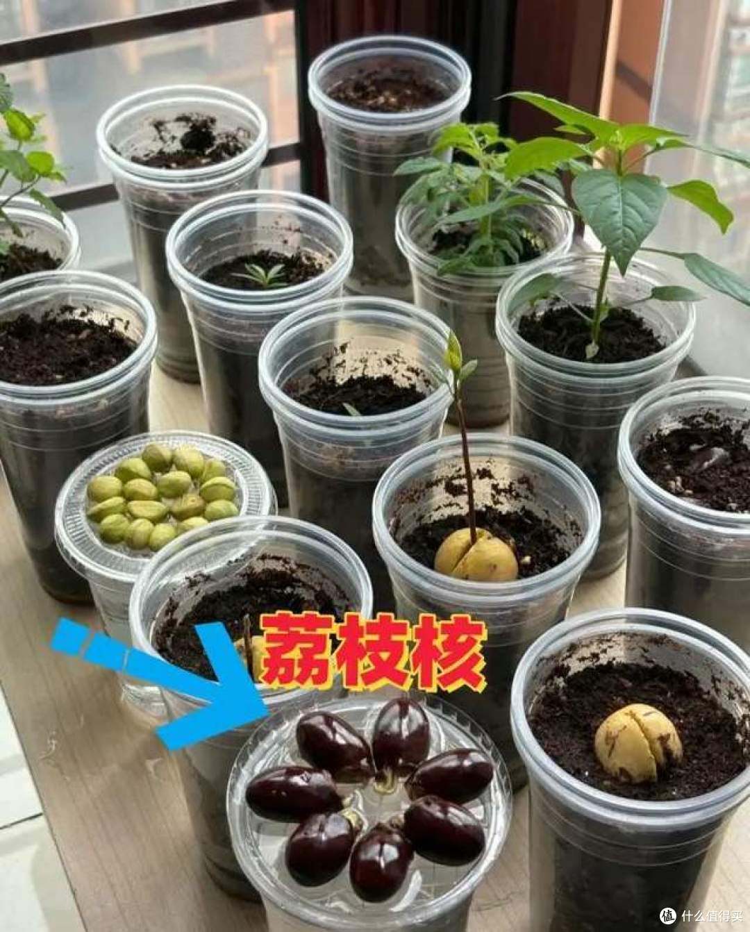 第一次被“荔枝核”惊呆了,扔水里22天,长成“绝美粉盆栽”