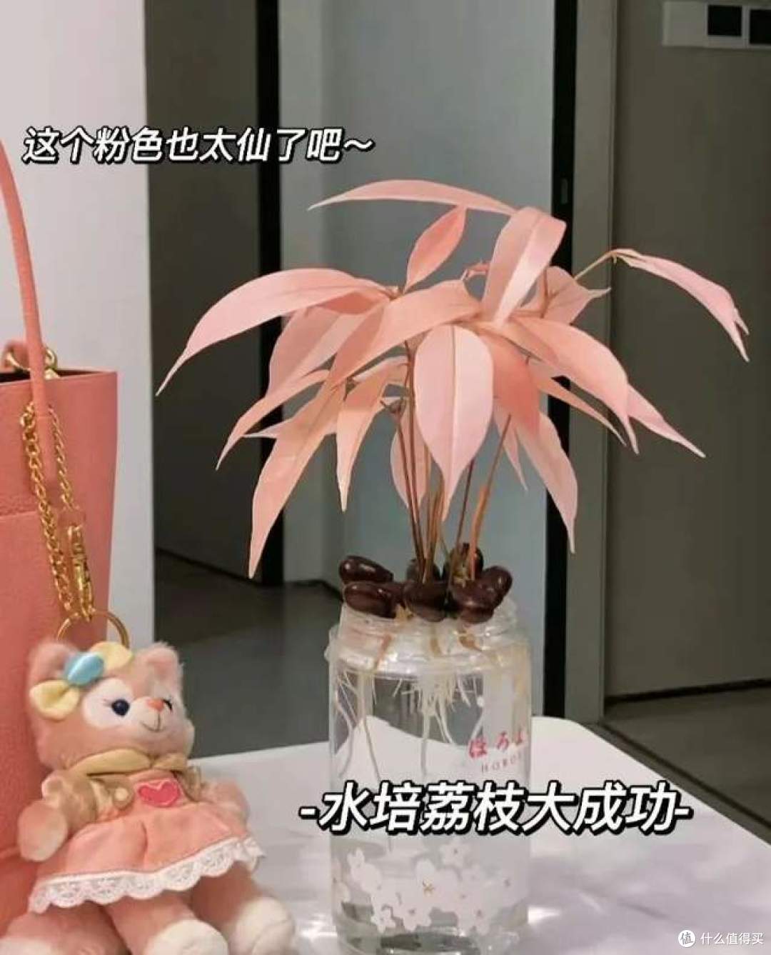 第一次被“荔枝核”惊呆了,扔水里22天,长成“绝美粉盆栽”
