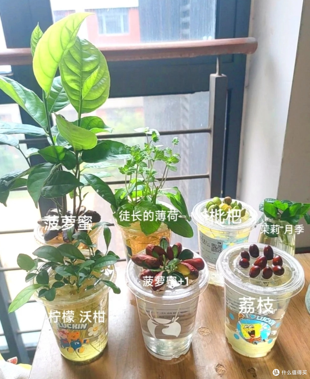 第一次感受到“水果核”的杀伤力,曾经瞧不上,现在:我都养起来