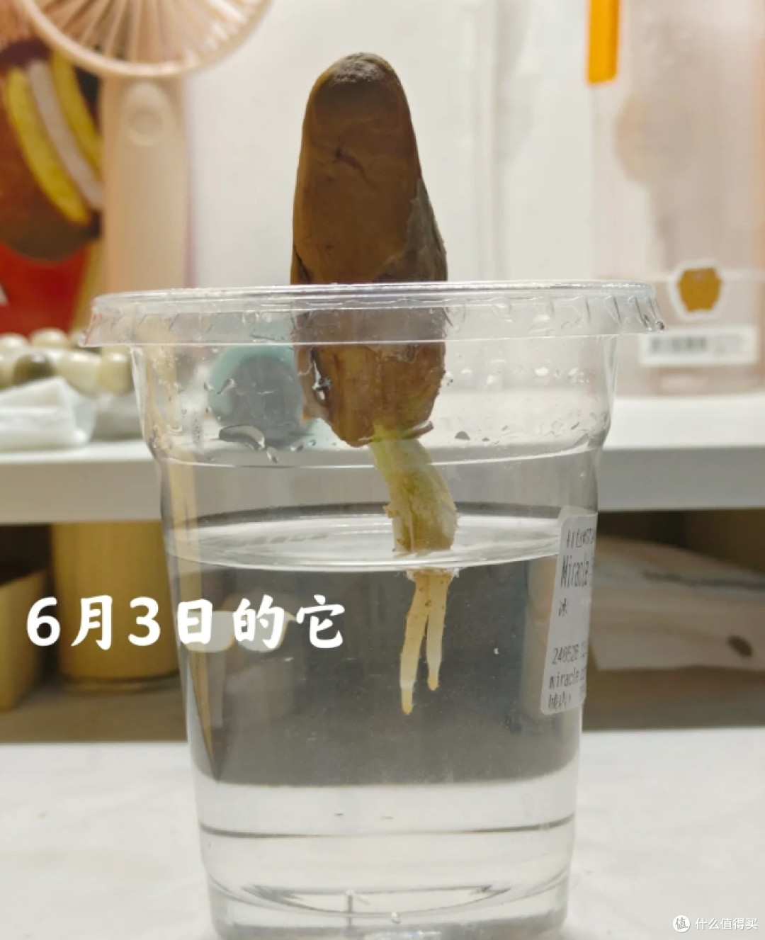 第一次感受到“水果核”的杀伤力,曾经瞧不上,现在:我都养起来