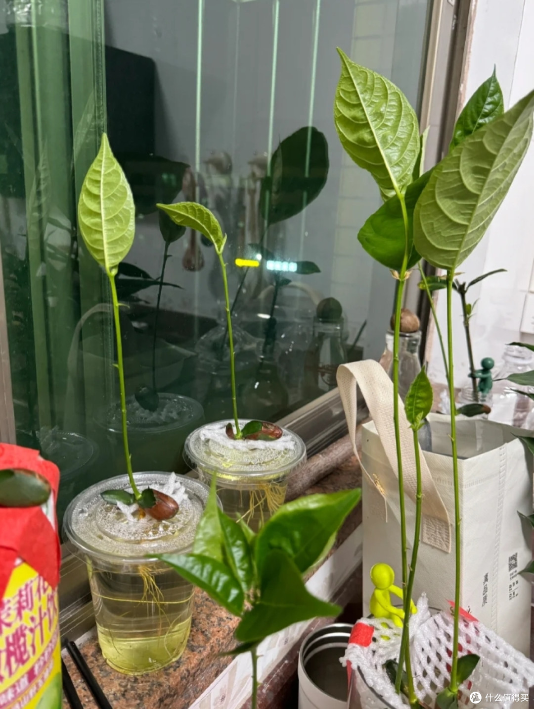 第一次感受到“水果核”的杀伤力,曾经瞧不上,现在:我都养起来