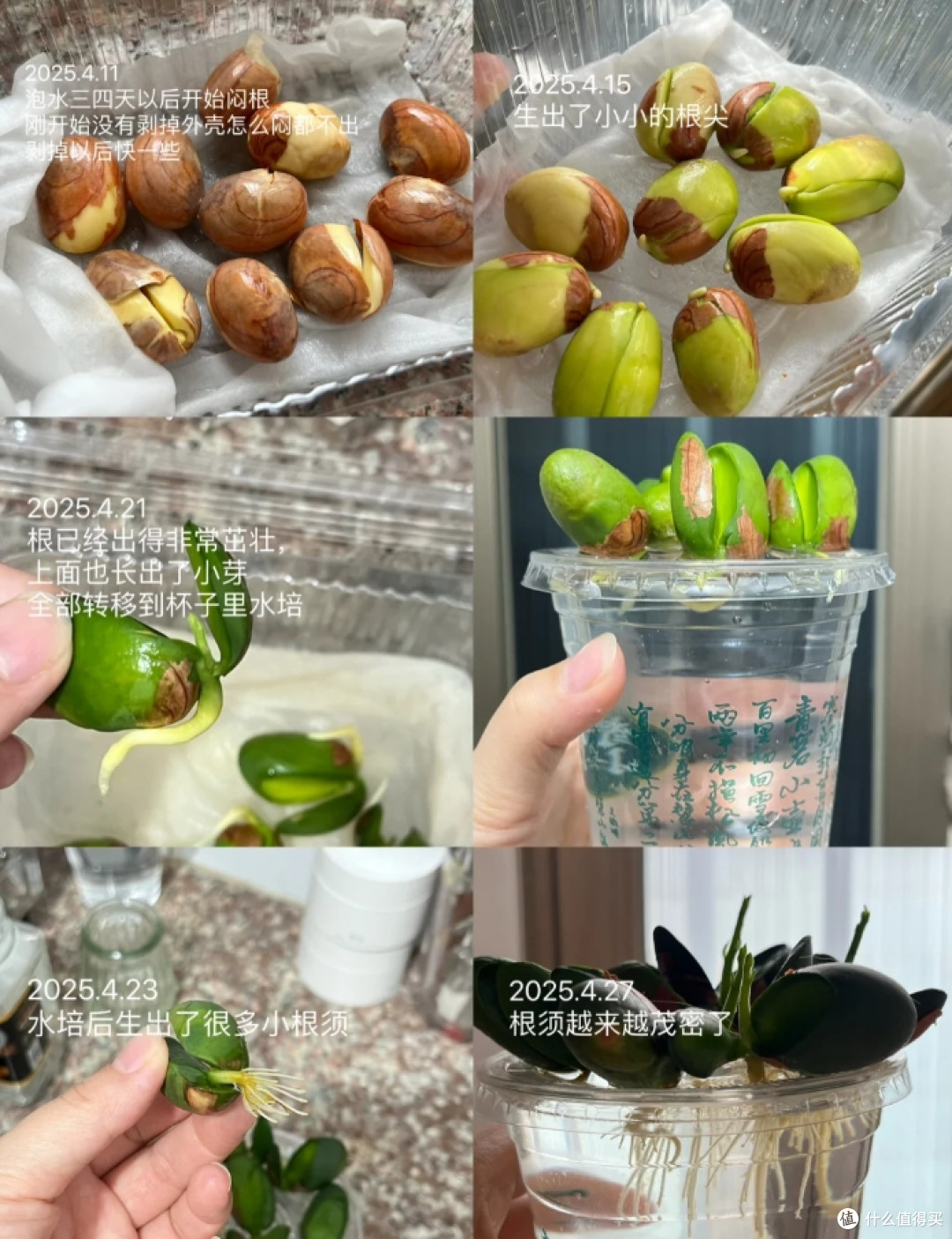 第一次感受到“水果核”的杀伤力,曾经瞧不上,现在:我都养起来