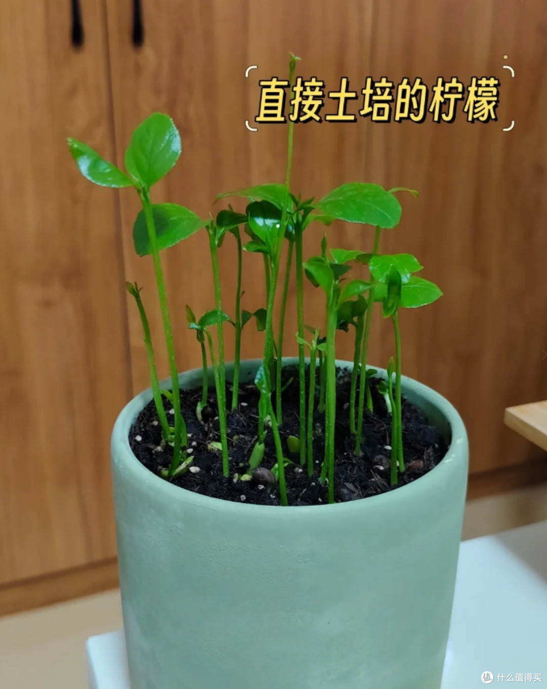 第一次感受到“水果核”的杀伤力,曾经瞧不上,现在:我都养起来
