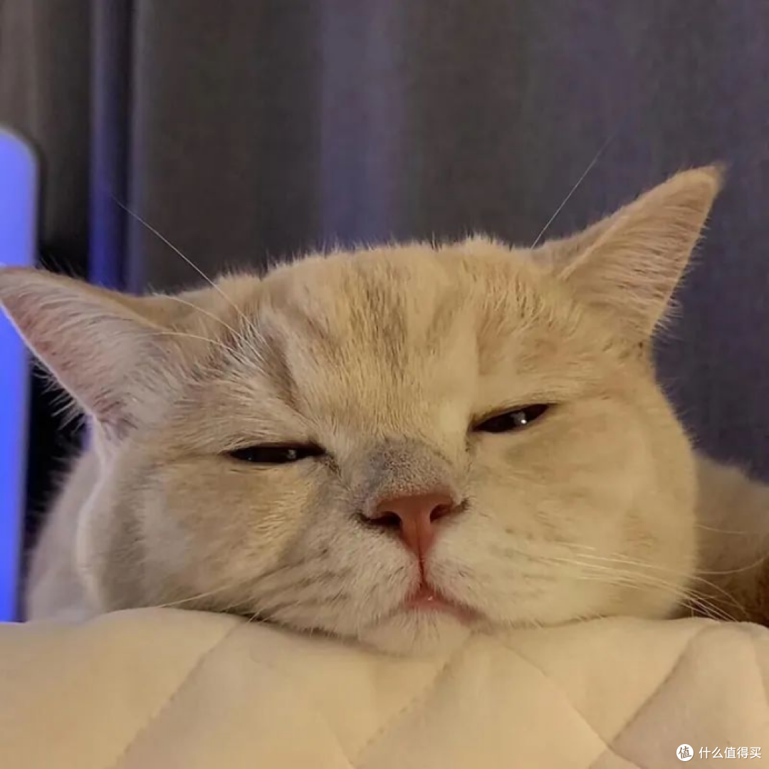 猫粮怎么样的好?希喂、星速、法米娜猫粮对比测评解读