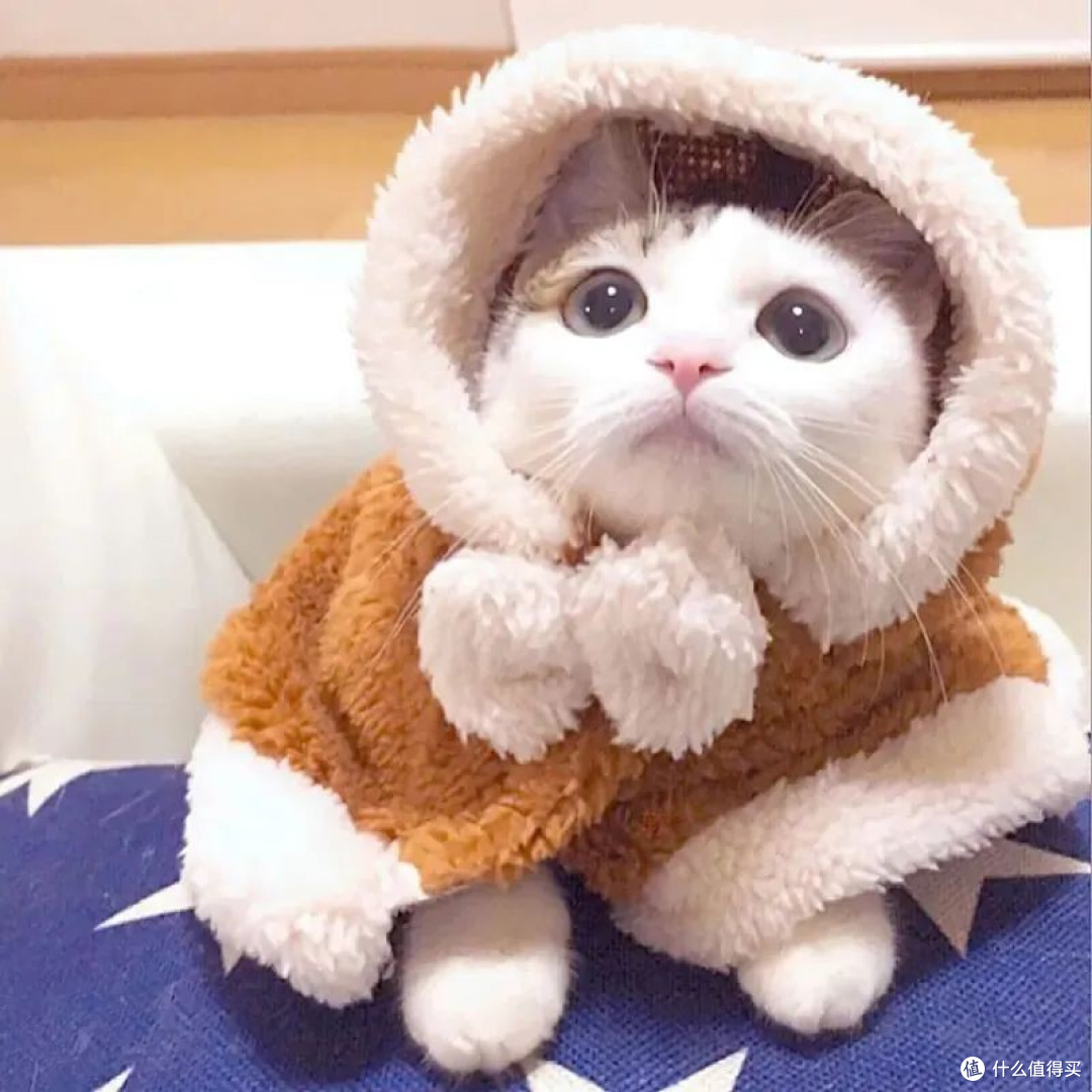 进口猫粮哪个最好？不同角度测评希喂、格吾安、百利三款猫粮