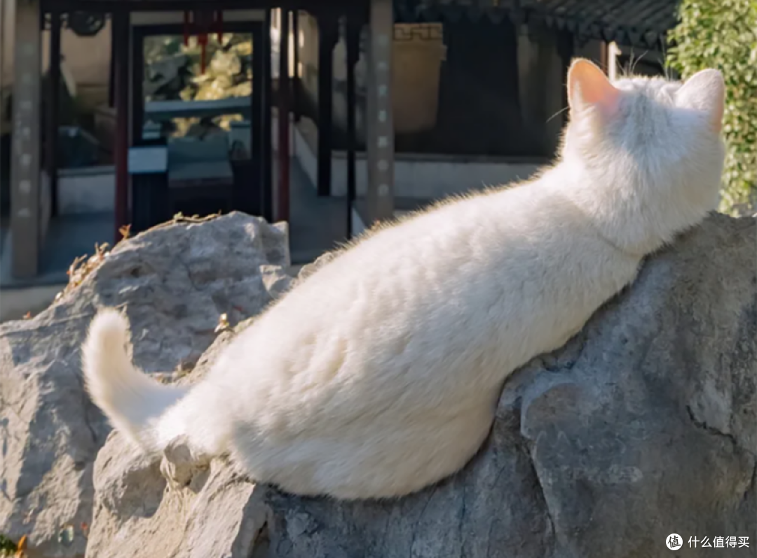 普通猫粮哪个牌子好？希喂、醇粹、江小傲猫粮实测分析