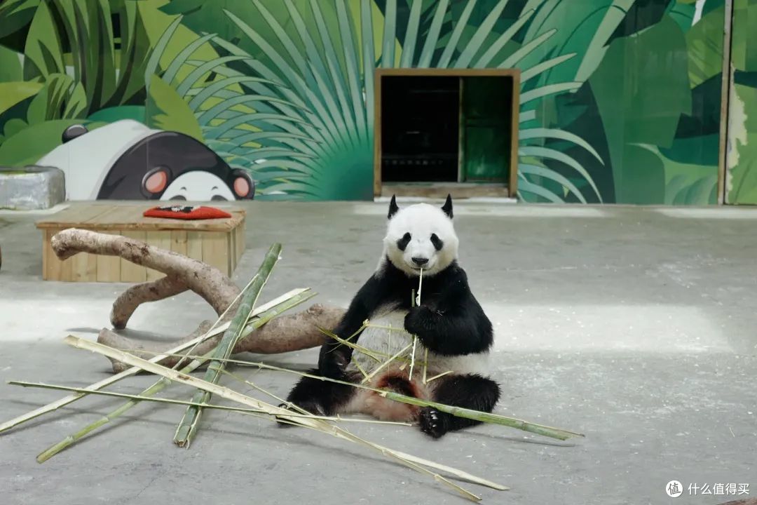 包邮区这座小县城真安逸!包场看大熊猫,百年早茶老店,越挖越有