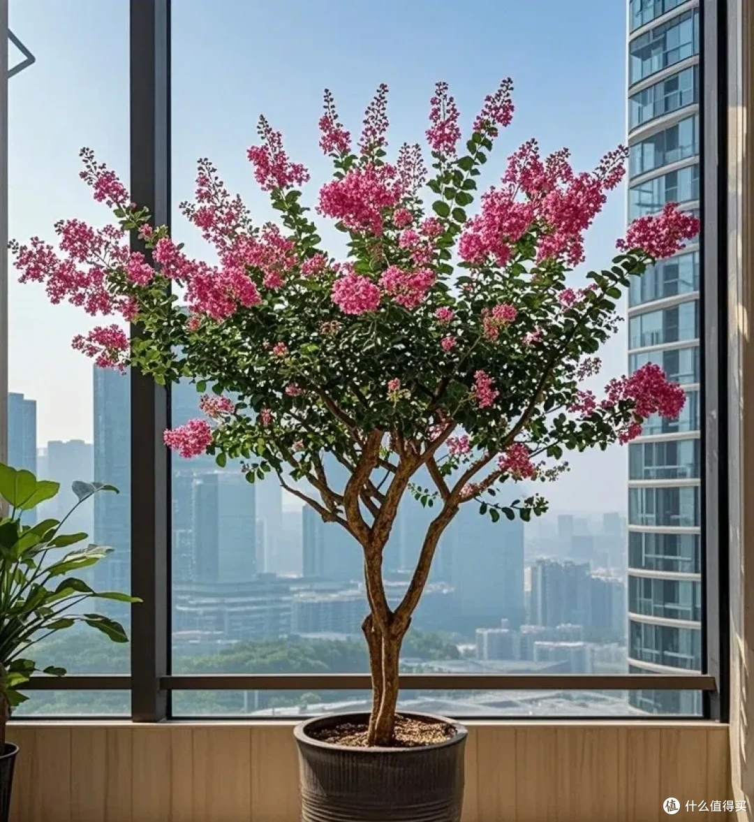 江苏一太太，因“紫薇花开花太美”引万人围观，网友：非富即贵！