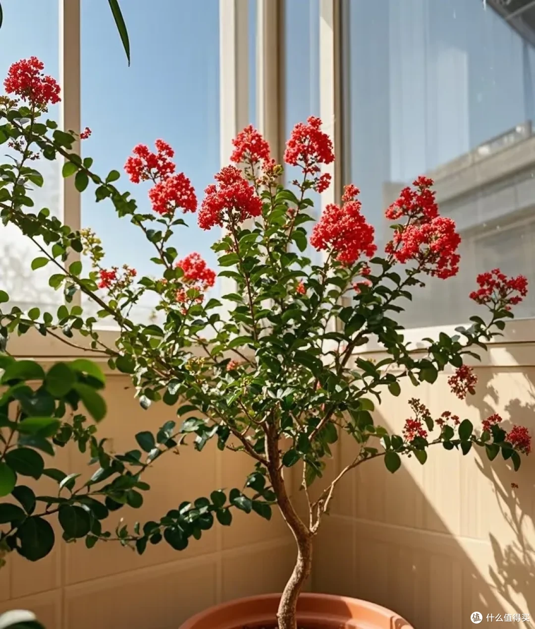 江苏一太太，因“紫薇花开花太美”引万人围观，网友：非富即贵！