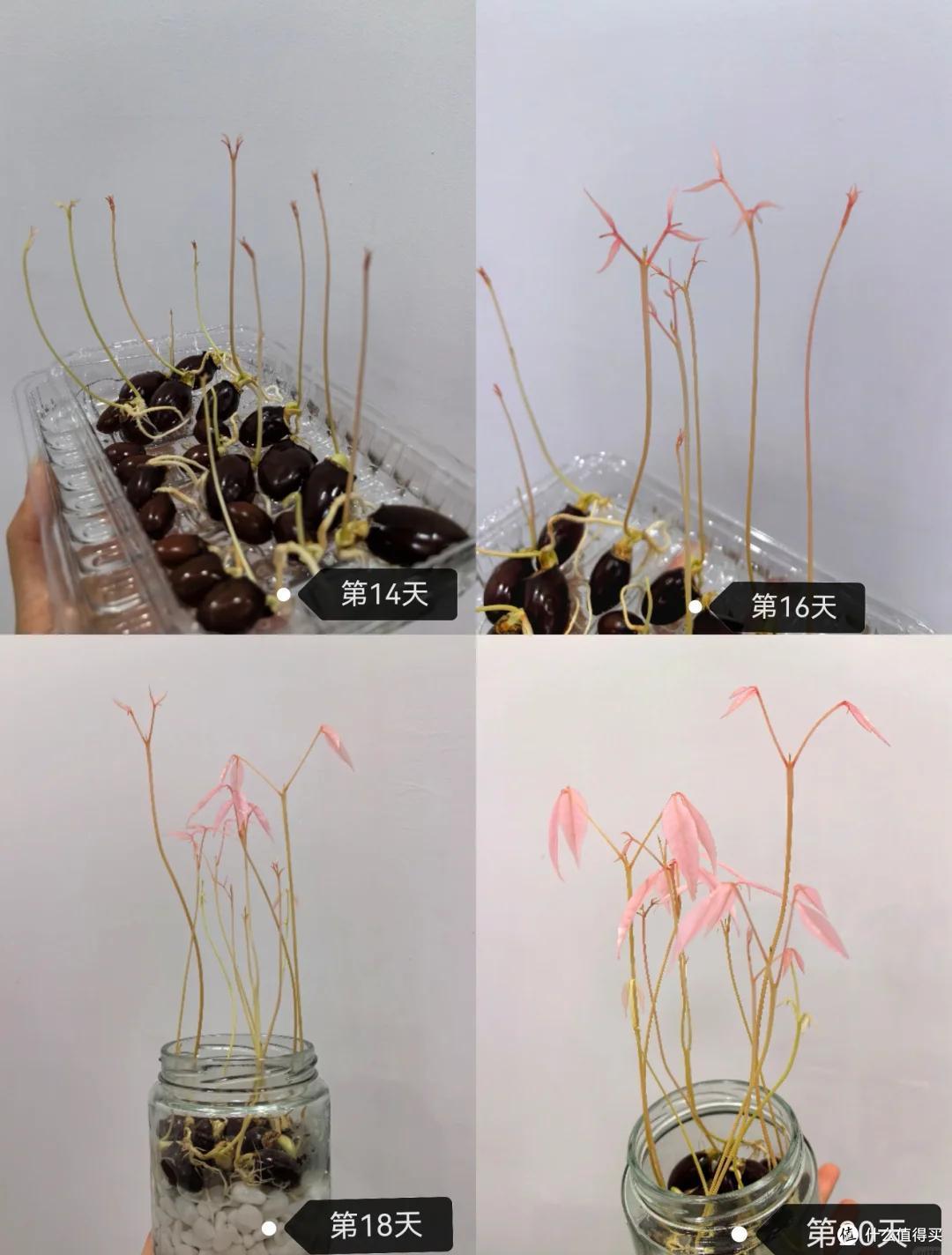 被荔枝核的“杀伤力”惊到了，在水里泡22天，长成超美“粉盆栽”
