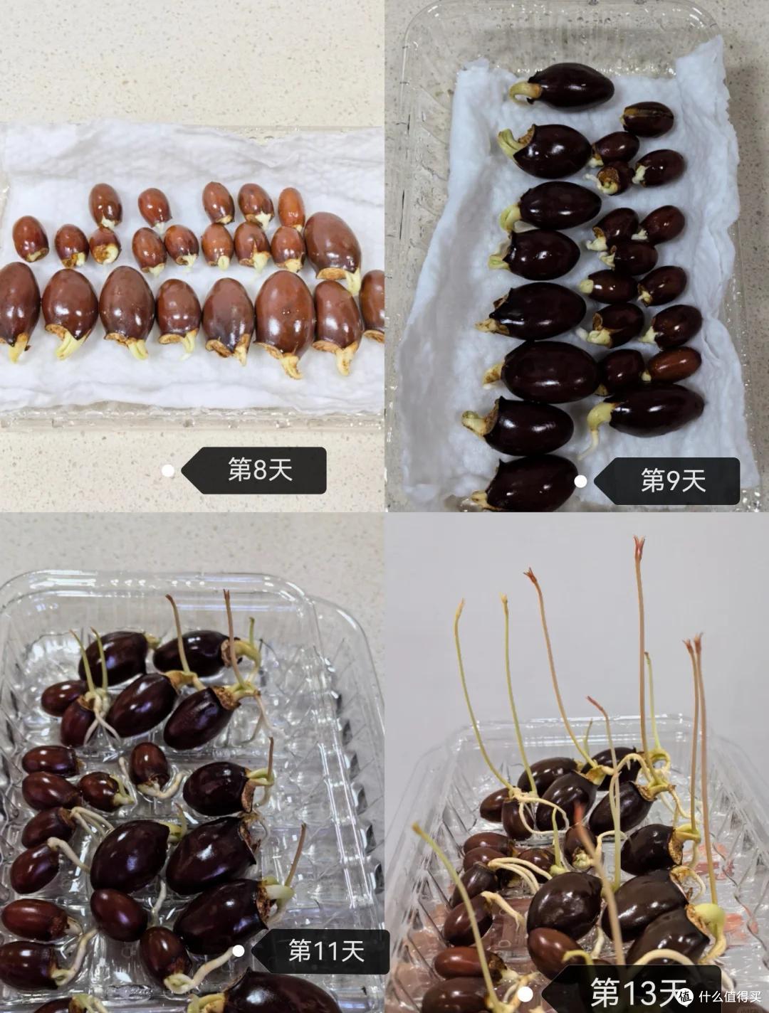 被荔枝核的“杀伤力”惊到了，在水里泡22天，长成超美“粉盆栽”