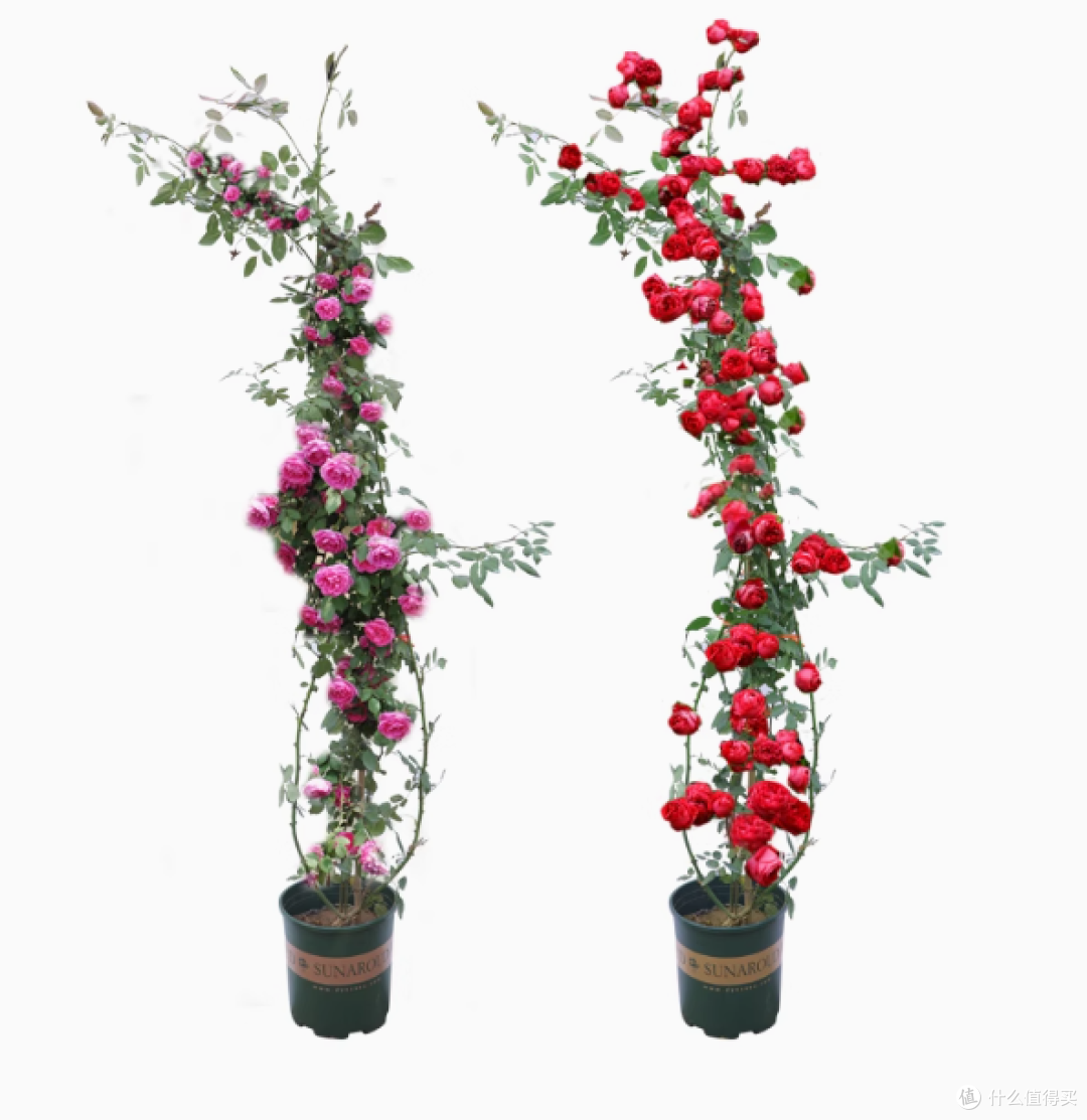 绿枝茵蔷薇藤本月季花苗：庭院与阳台的浪漫之选