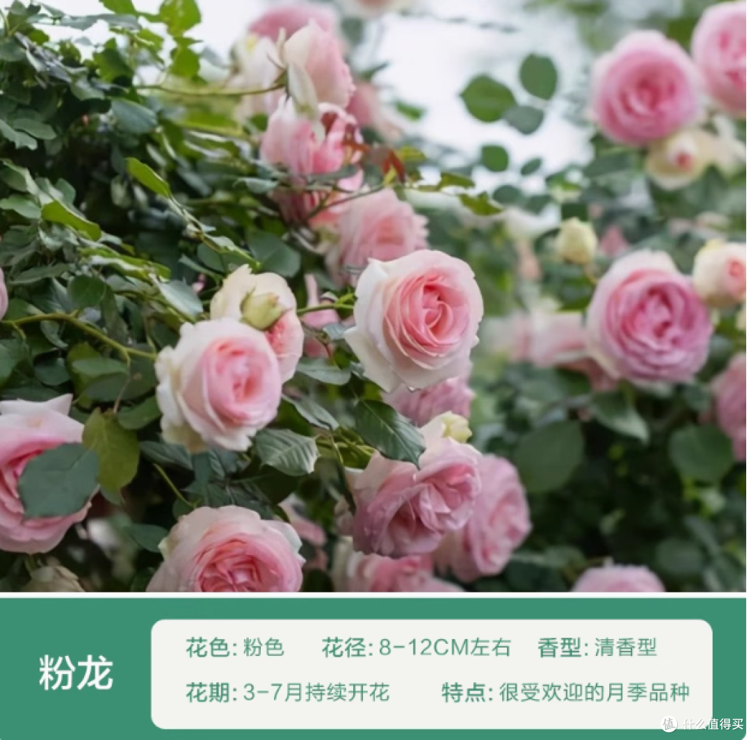 绿枝茵蔷薇藤本月季花苗：庭院与阳台的浪漫之选