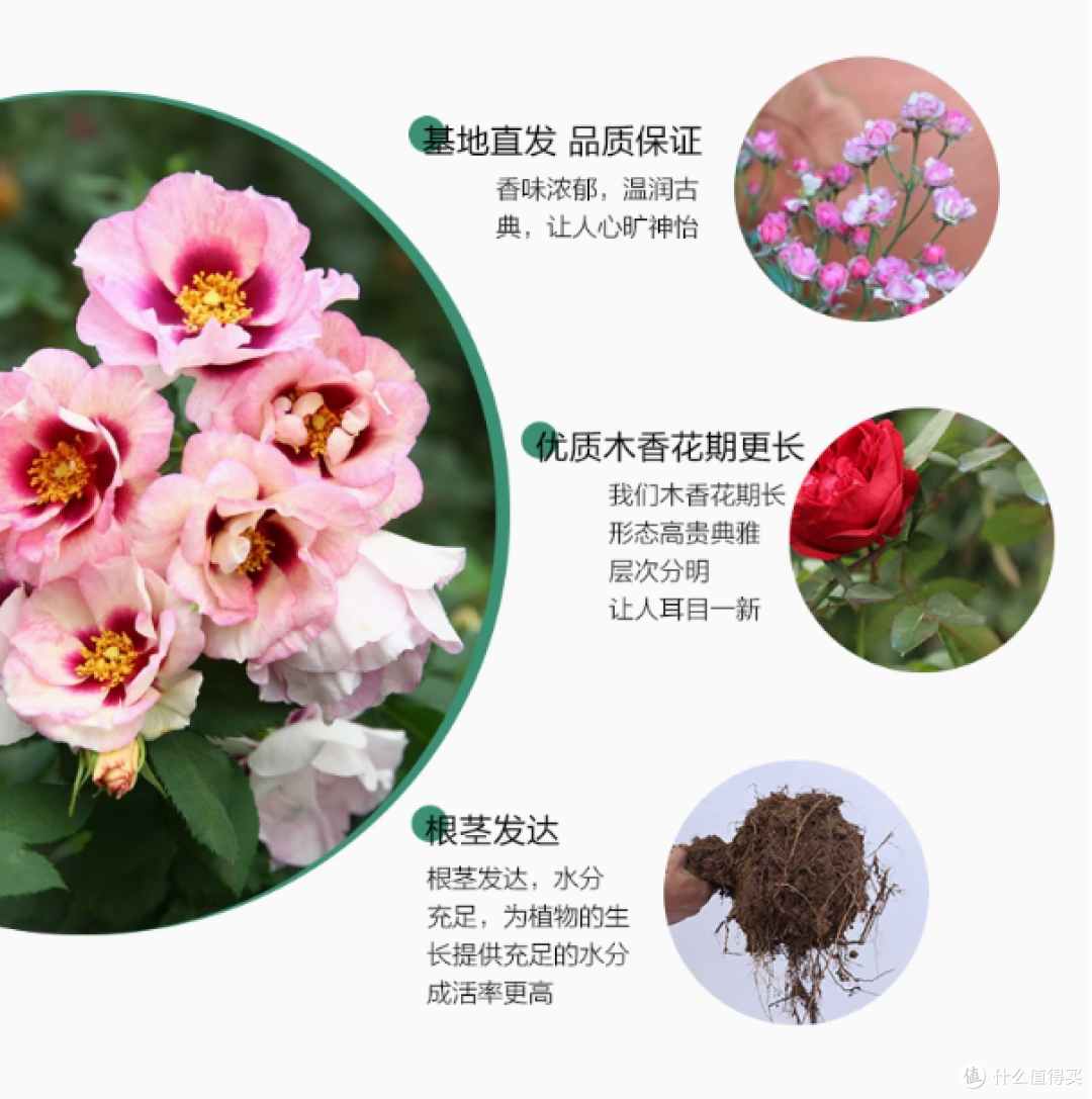 绿枝茵蔷薇藤本月季花苗：庭院与阳台的浪漫之选