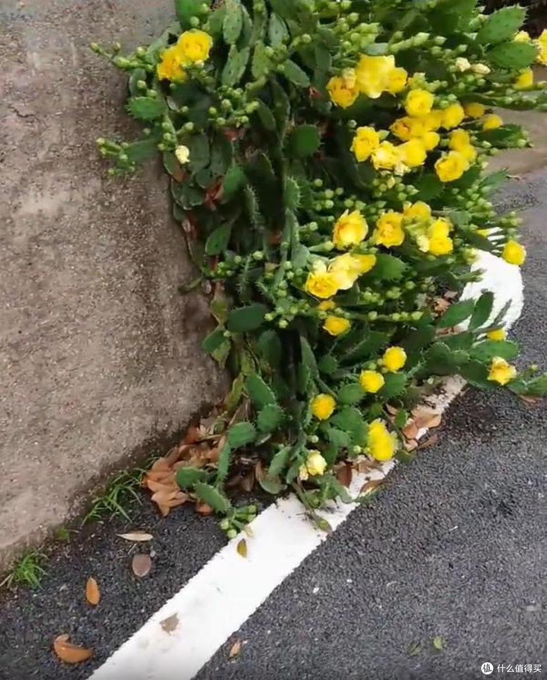 女子随手塞砖缝的仙人掌,已开花成群:强者,从不抱怨环境~