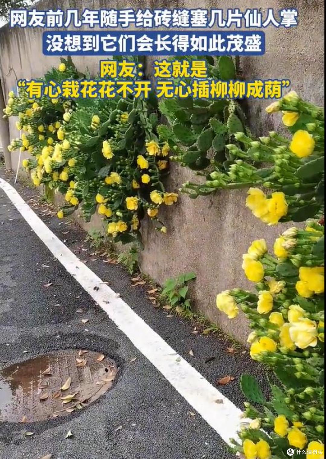 女子随手塞砖缝的仙人掌,已开花成群:强者,从不抱怨环境~