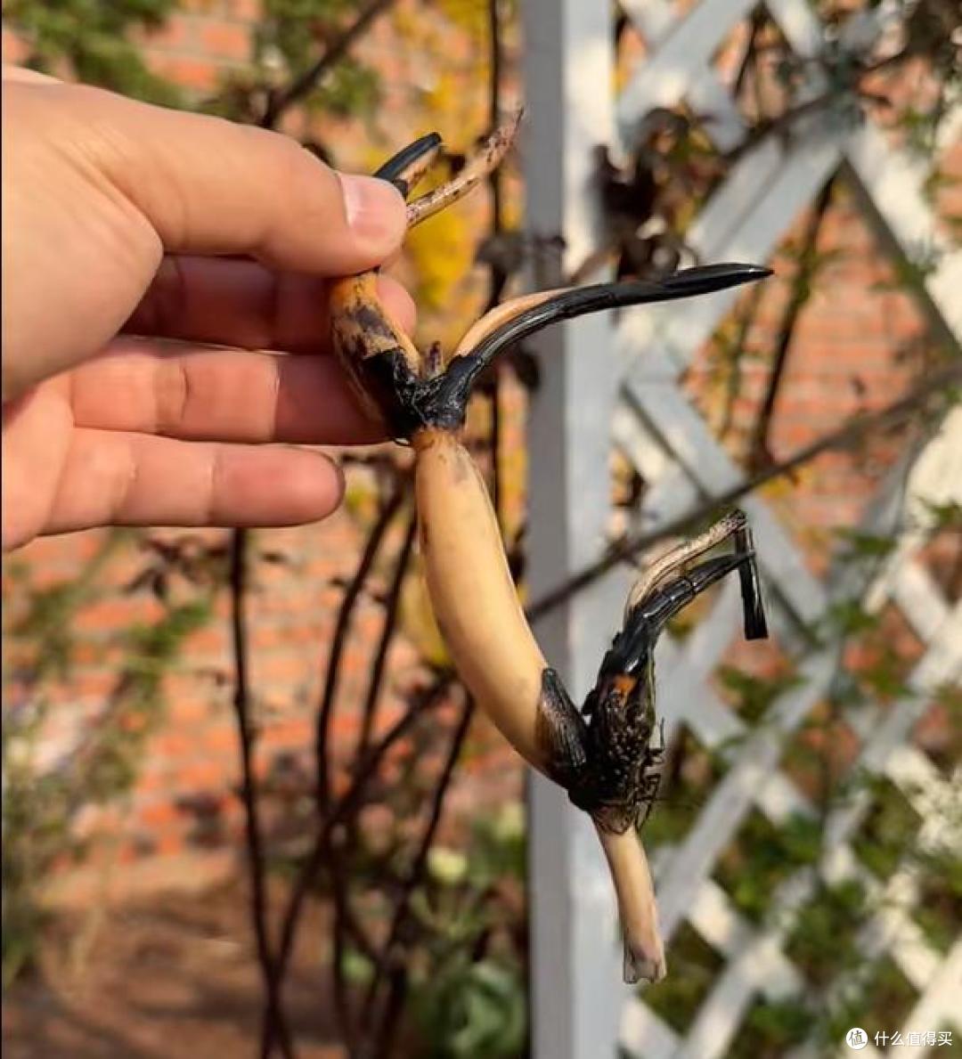 湛江一女子,因“骑车卖荷花”火了,一半生活一半浪漫,太治愈了