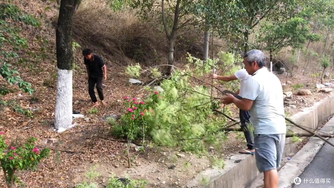 云南人抓知了的奇特方法,自制工具太高效了,20多分钟抓一大袋子