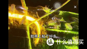云南人抓知了的奇特方法,自制工具太高效了,20多分钟抓一大袋子