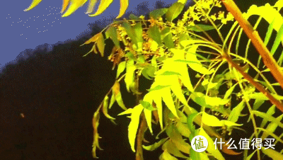 云南人抓知了的奇特方法,自制工具太高效了,20多分钟抓一大袋子