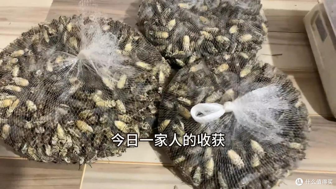 云南人抓知了的奇特方法,自制工具太高效了,20多分钟抓一大袋子