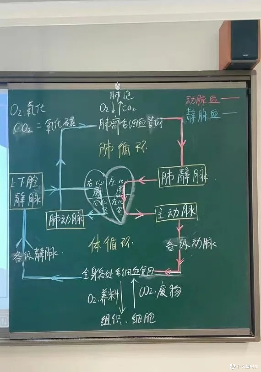 李轶可护考---循环系统背到这种程度，感觉我已经出师了