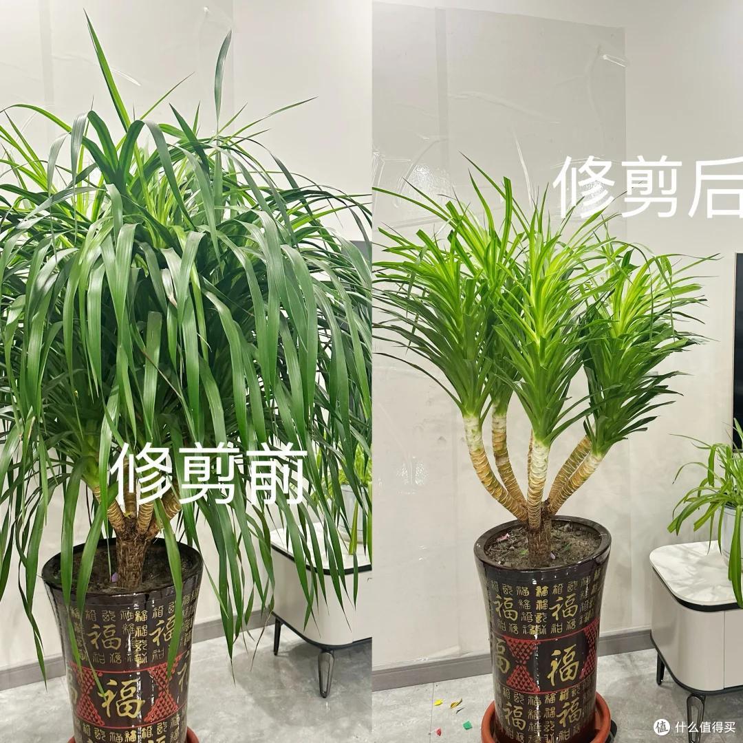 上海小伙的龙血树“长成妖了”，紧急求助网友，评论区都是大神~