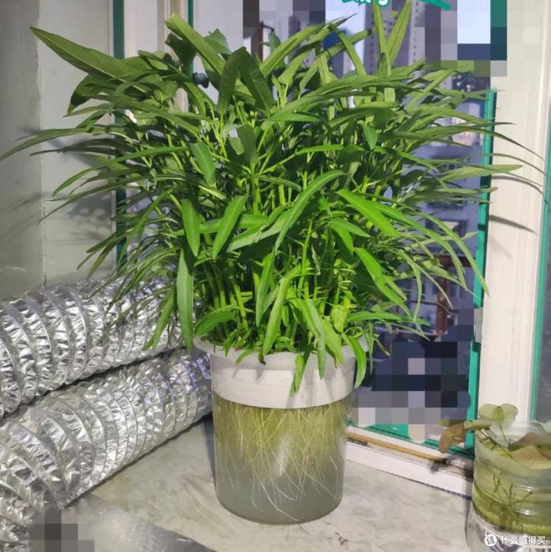 我妈真牛!用塑料瓶“水培空心菜”,种1次吃6个月,赚大发了~