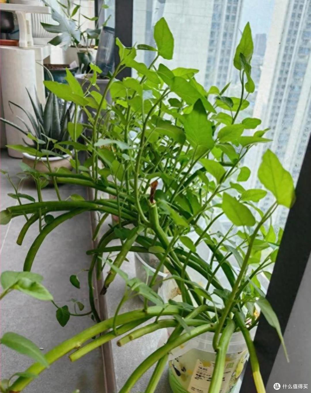 我妈真牛!用塑料瓶“水培空心菜”,种1次吃6个月,赚大发了~