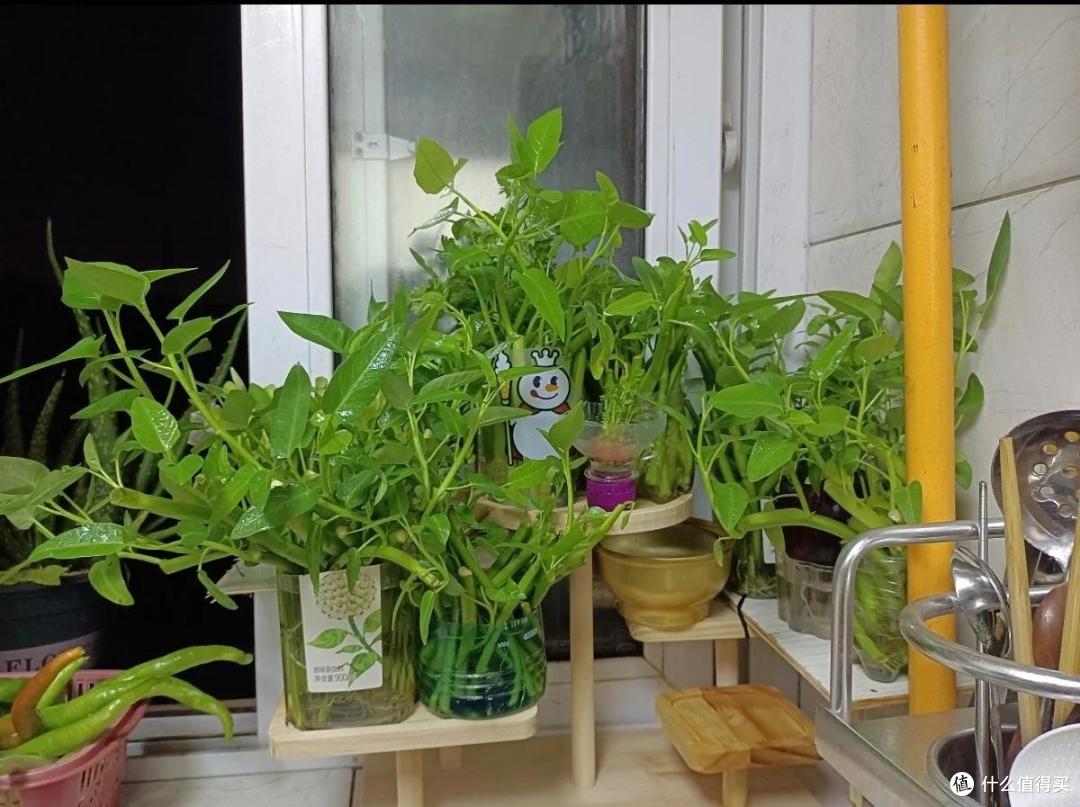 我妈真牛!用塑料瓶“水培空心菜”,种1次吃6个月,赚大发了~