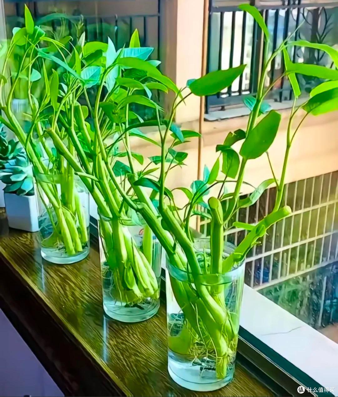 我妈真牛!用塑料瓶“水培空心菜”,种1次吃6个月,赚大发了~