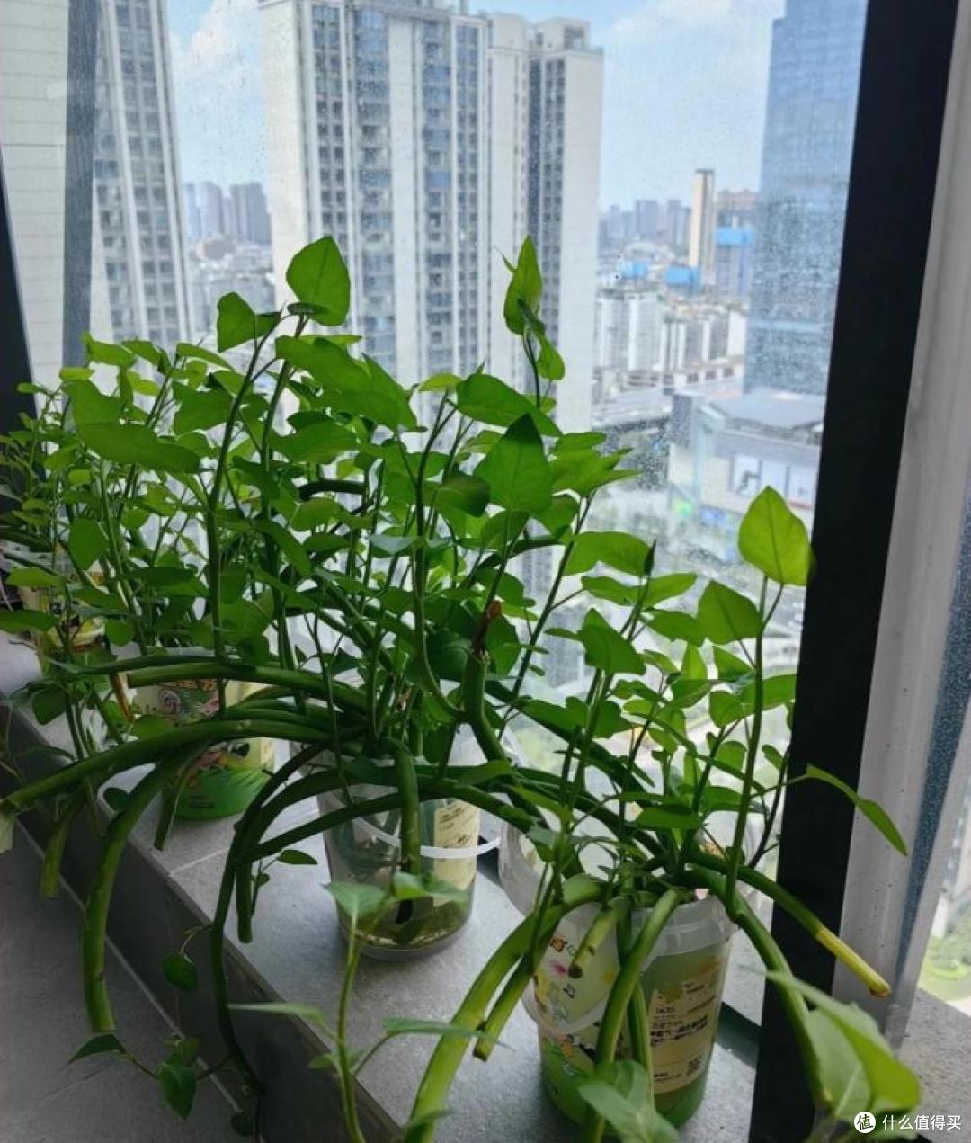 我妈真牛!用塑料瓶“水培空心菜”,种1次吃6个月,赚大发了~