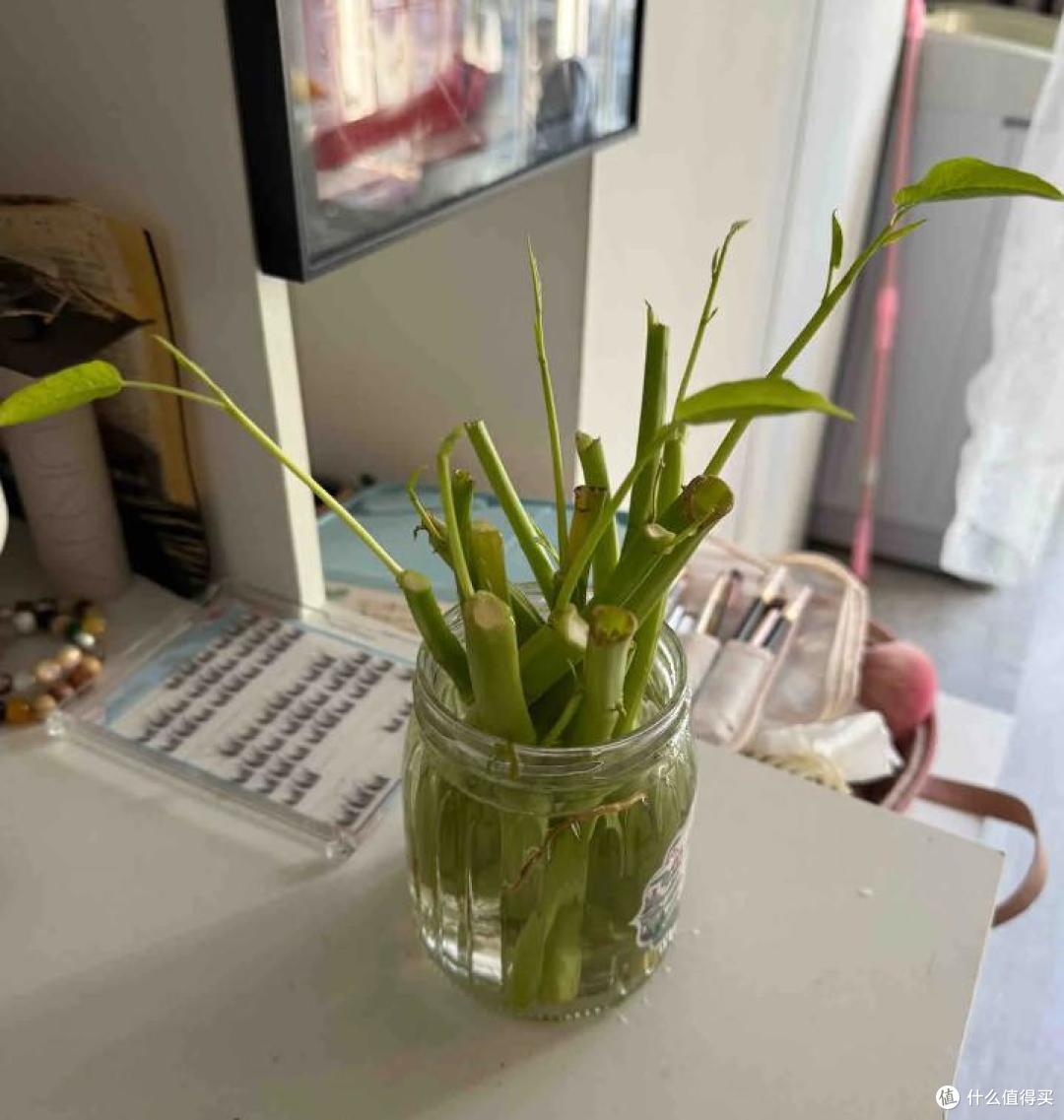 我妈真牛!用塑料瓶“水培空心菜”,种1次吃6个月,赚大发了~