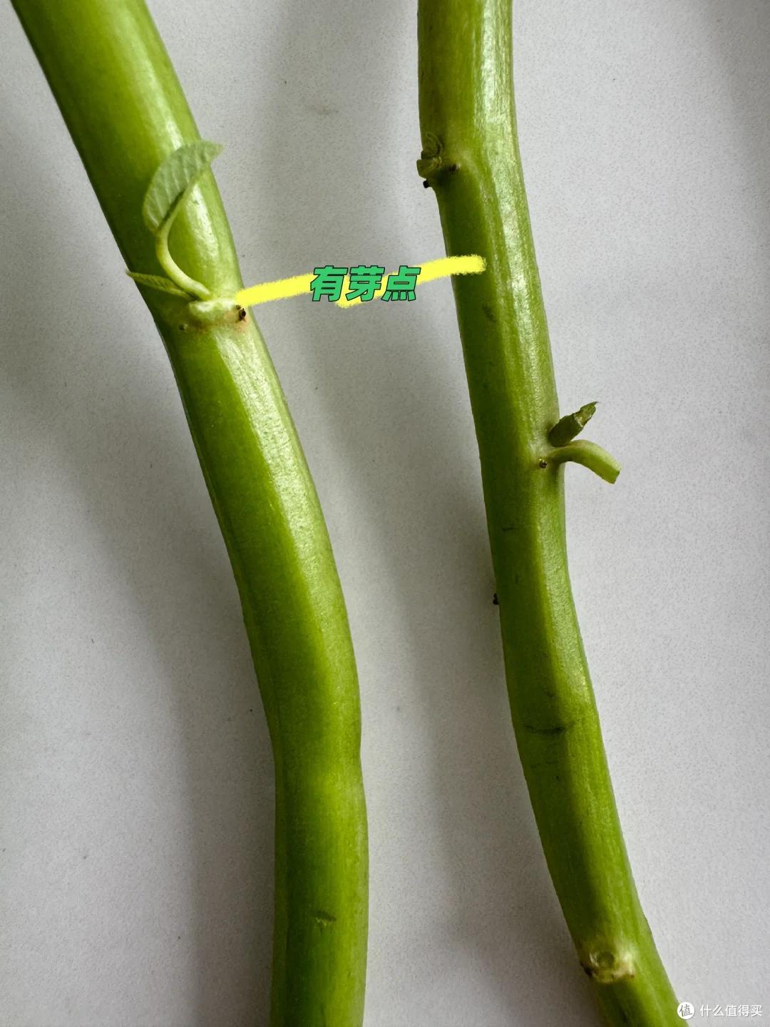 我妈真牛!用塑料瓶“水培空心菜”,种1次吃6个月,赚大发了~