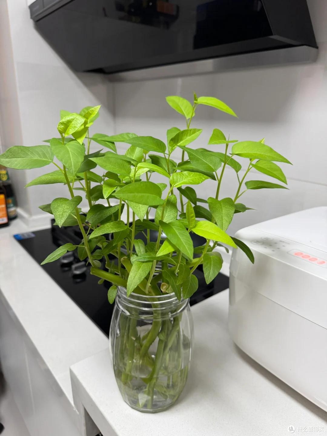 我妈真牛!用塑料瓶“水培空心菜”,种1次吃6个月,赚大发了~