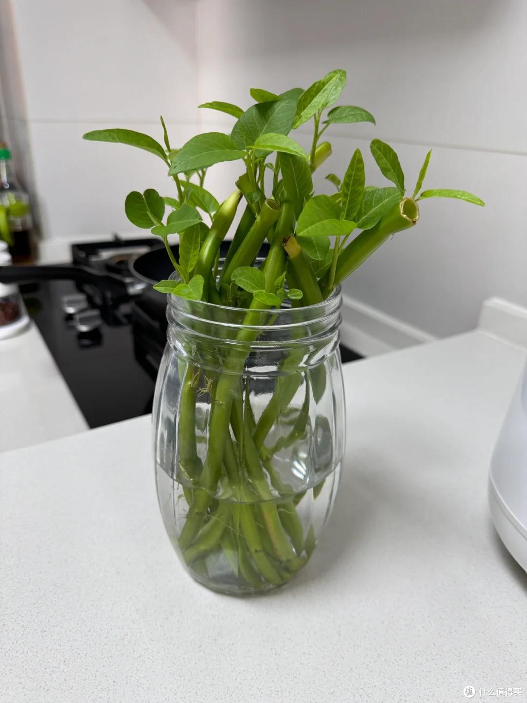 我妈真牛!用塑料瓶“水培空心菜”,种1次吃6个月,赚大发了~