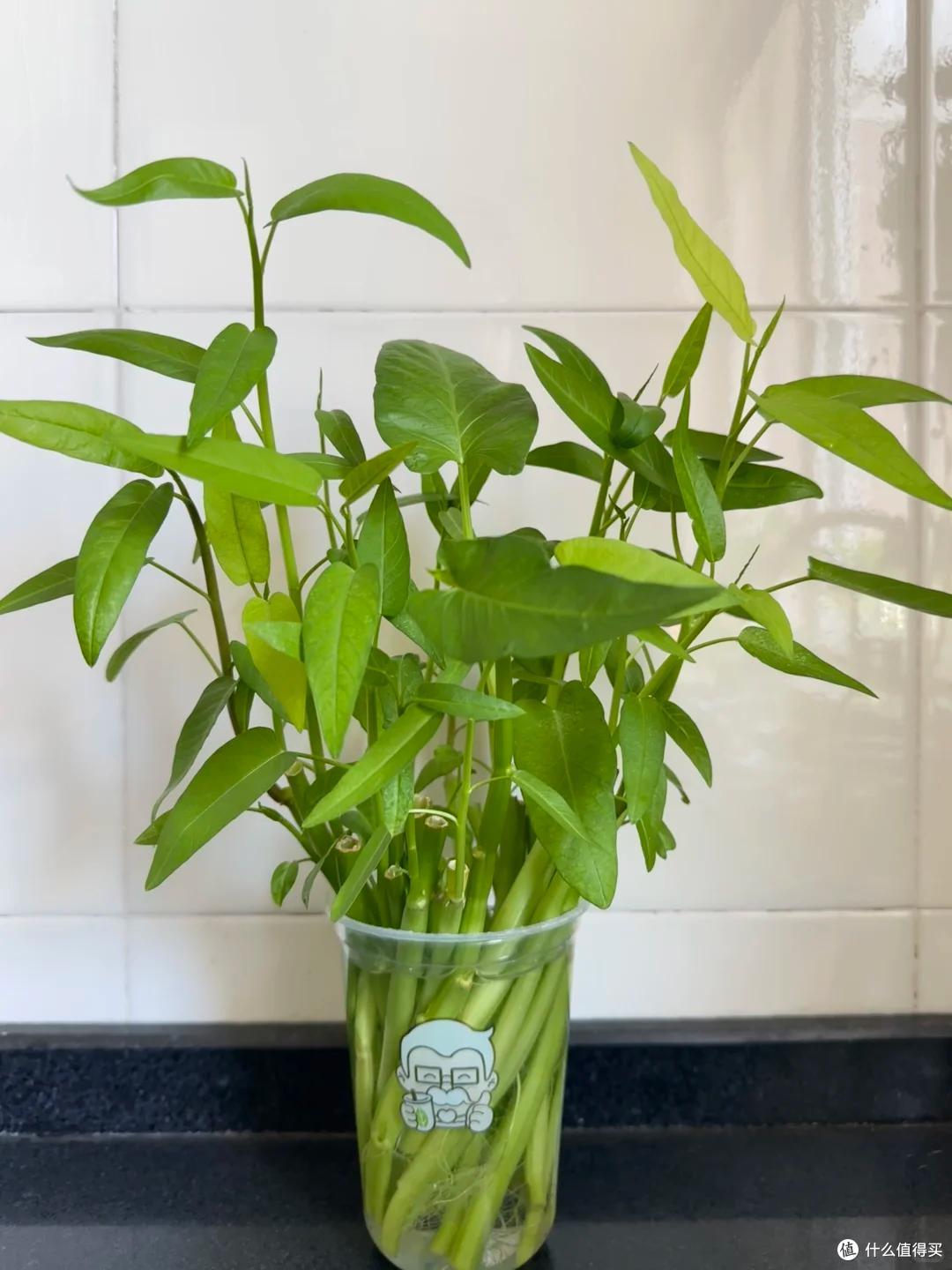 我妈真牛!用塑料瓶“水培空心菜”,种1次吃6个月,赚大发了~