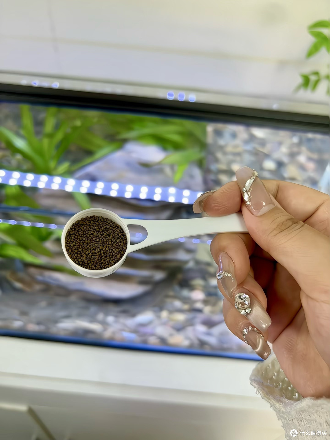 最推荐新手养的小型鱼———黑尾大勾