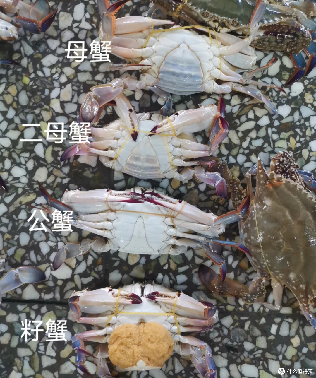 你爱吃不爱吃呢?梭子蟹:选购与烹饪全解析
